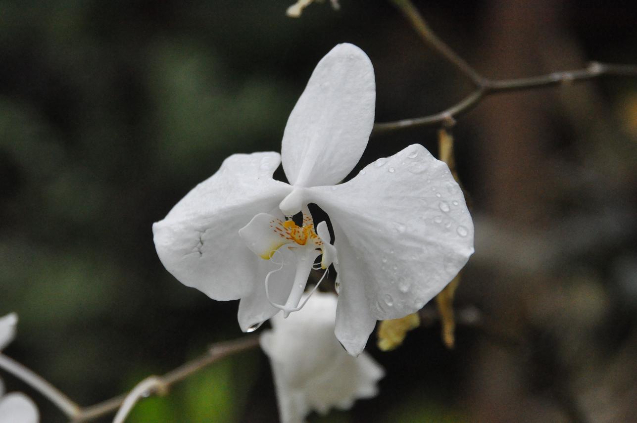 Image of Phalaenopsis amabilis specimen.