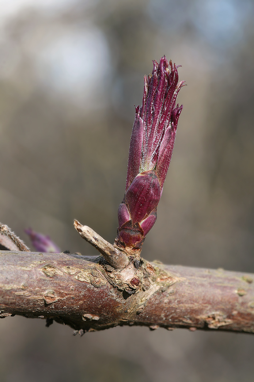 Image of Sambucus racemosa specimen.