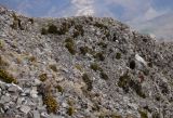 Saxifraga desoulavyi. Зацветающие растения. Республика Северная Осетия-Алания, Скалистый хребет, гора Чиджитыхох, 2800 м н.у.м. 01.05.2017.