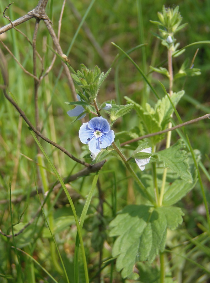 Image of Veronica chamaedrys specimen.