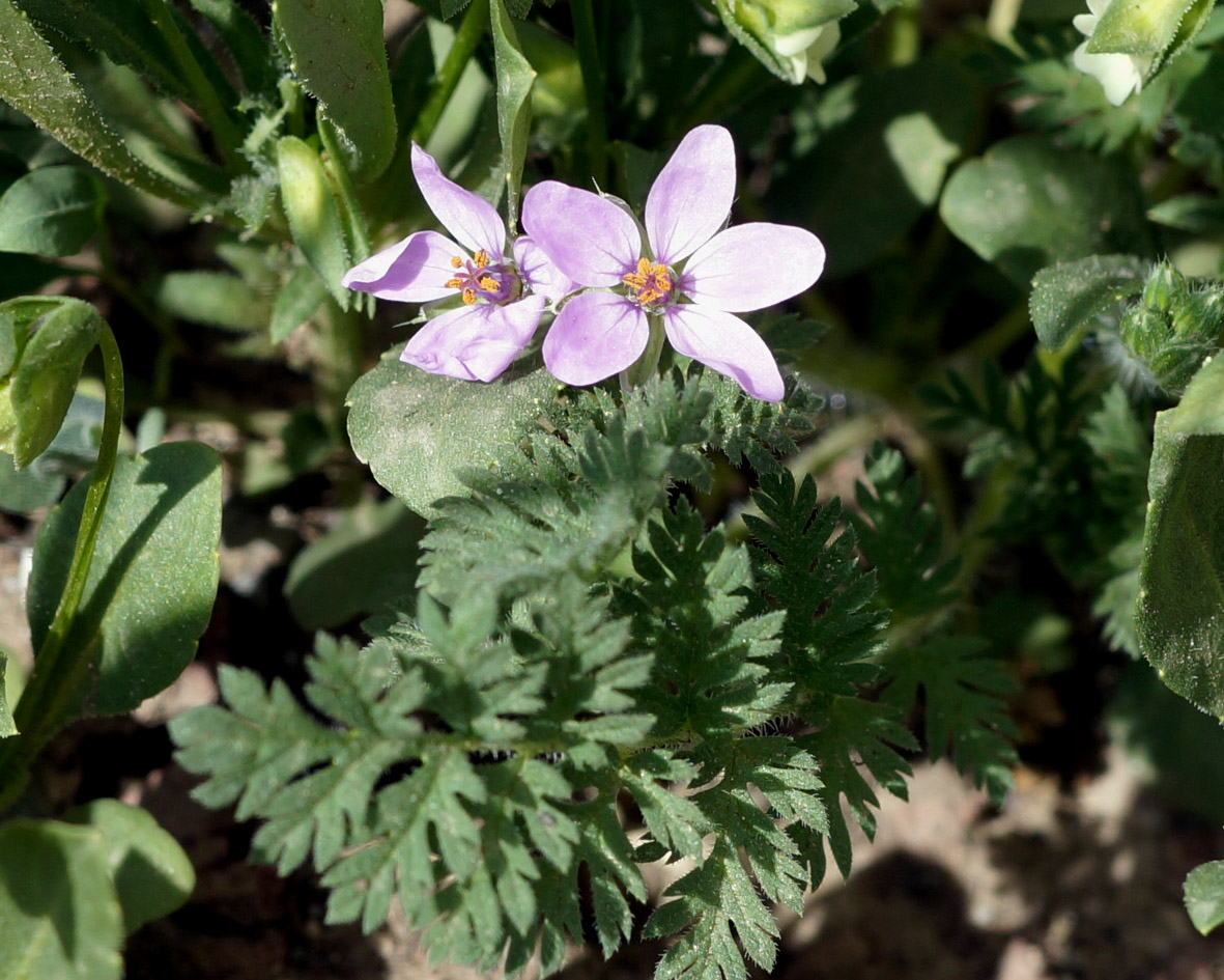 Изображение особи Erodium cicutarium.