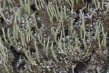 Cladonia coniocraea