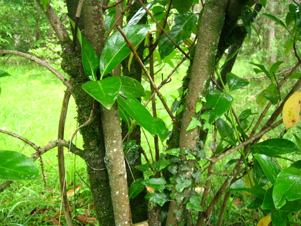 Image of Viburnum odoratissimum var. awabuki specimen.