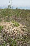 Molinia caerulea. Перезимовавшее растение с отрастающими листьями. Ленинградская обл., Гатчинский р-н, окр. пос. Пудость, сыроватый луг на травертине на месте заброшенного карьера. 27.05.2017.