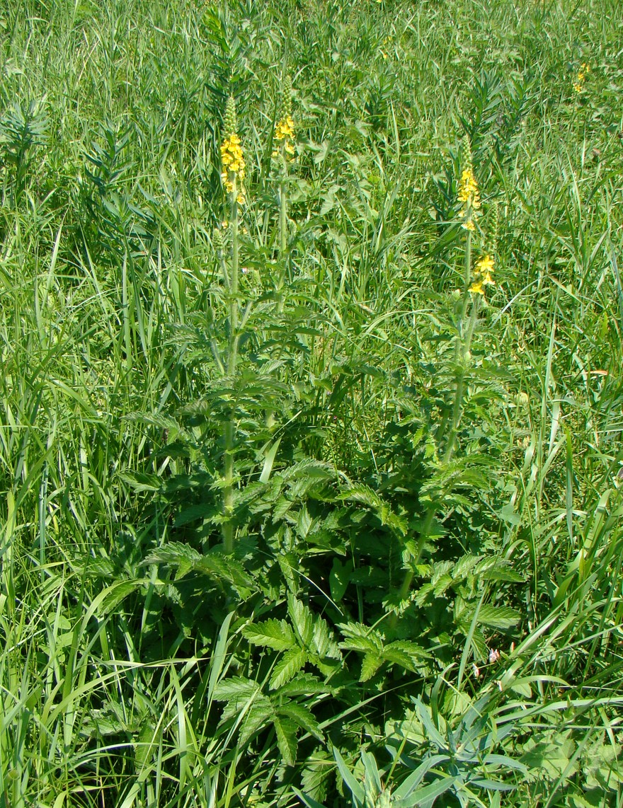 Изображение особи Agrimonia eupatoria.