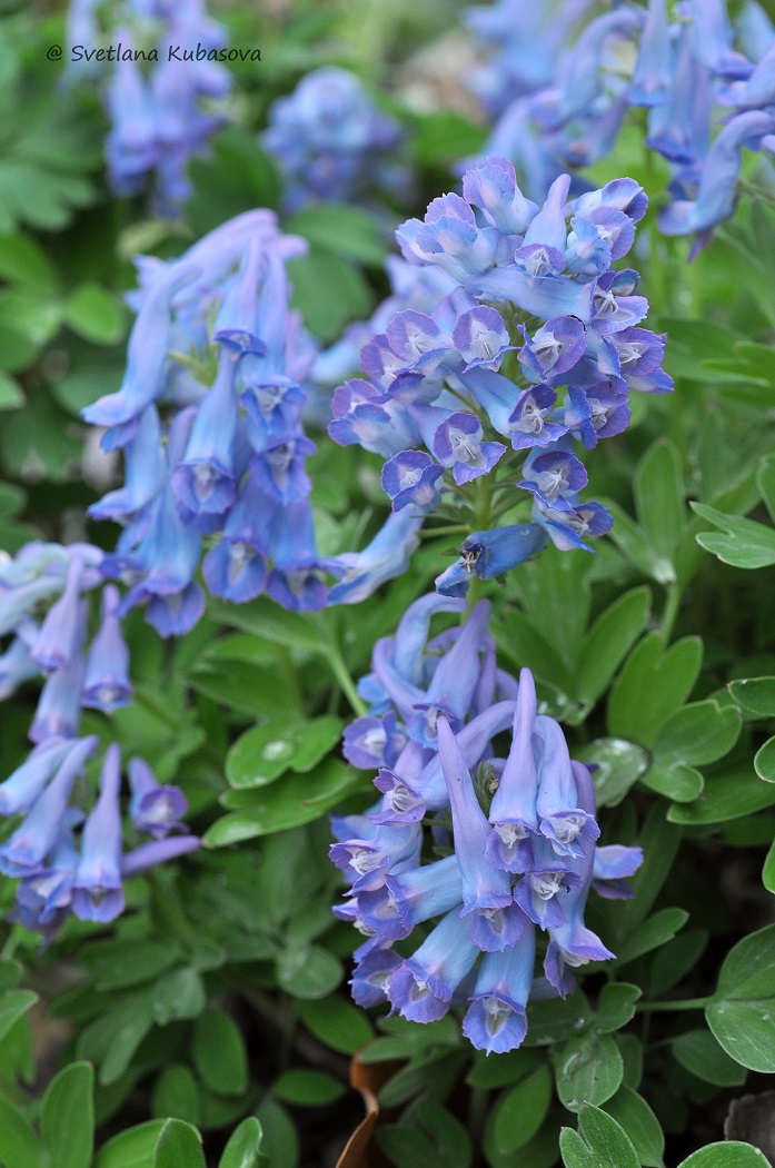 Изображение особи Corydalis turtschaninovii.