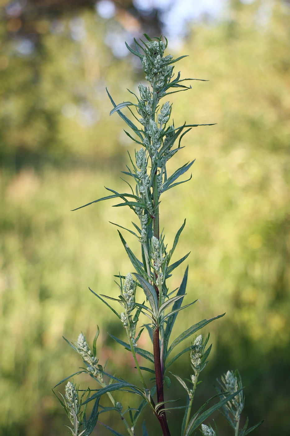 Изображение особи Artemisia vulgaris.