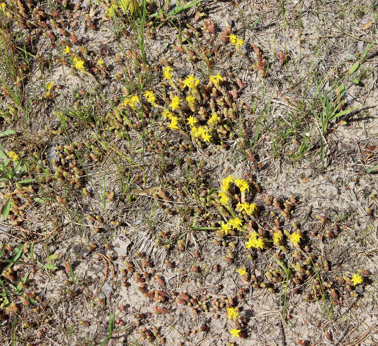 Image of Sedum acre specimen.