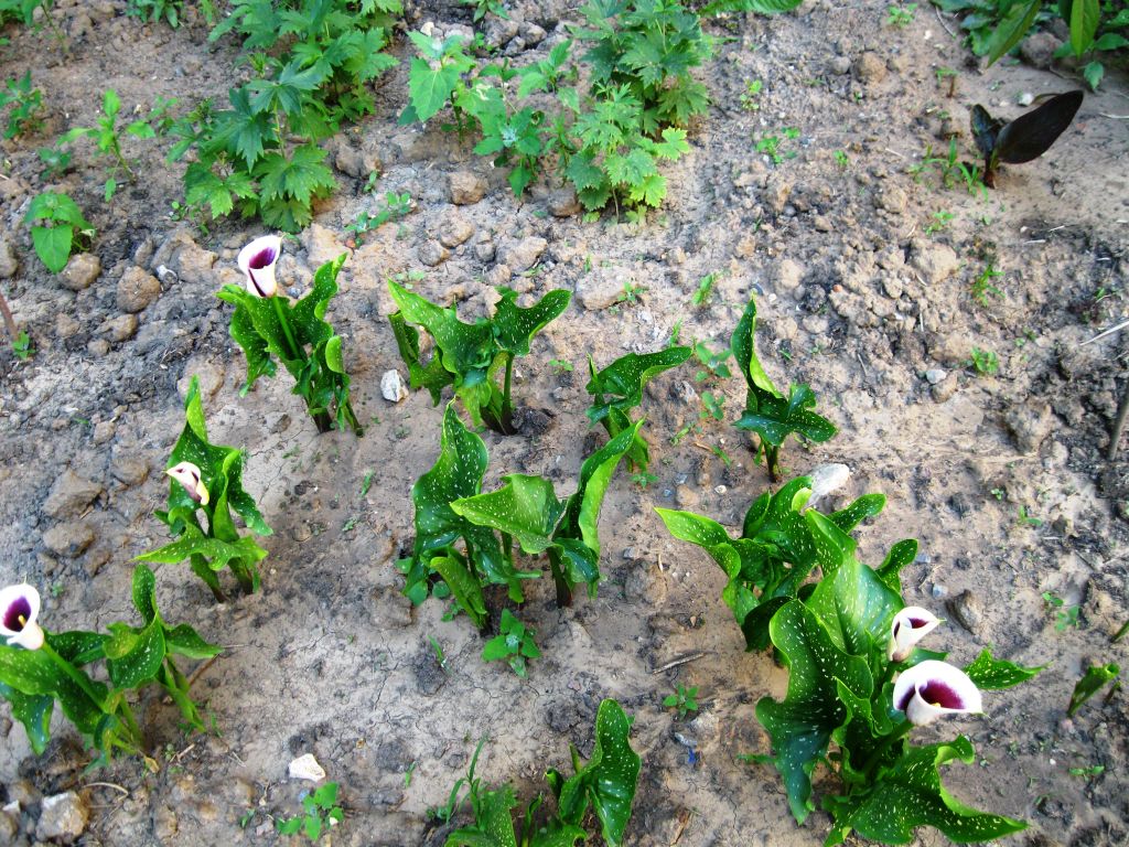 Изображение особи Zantedeschia elliottiana.