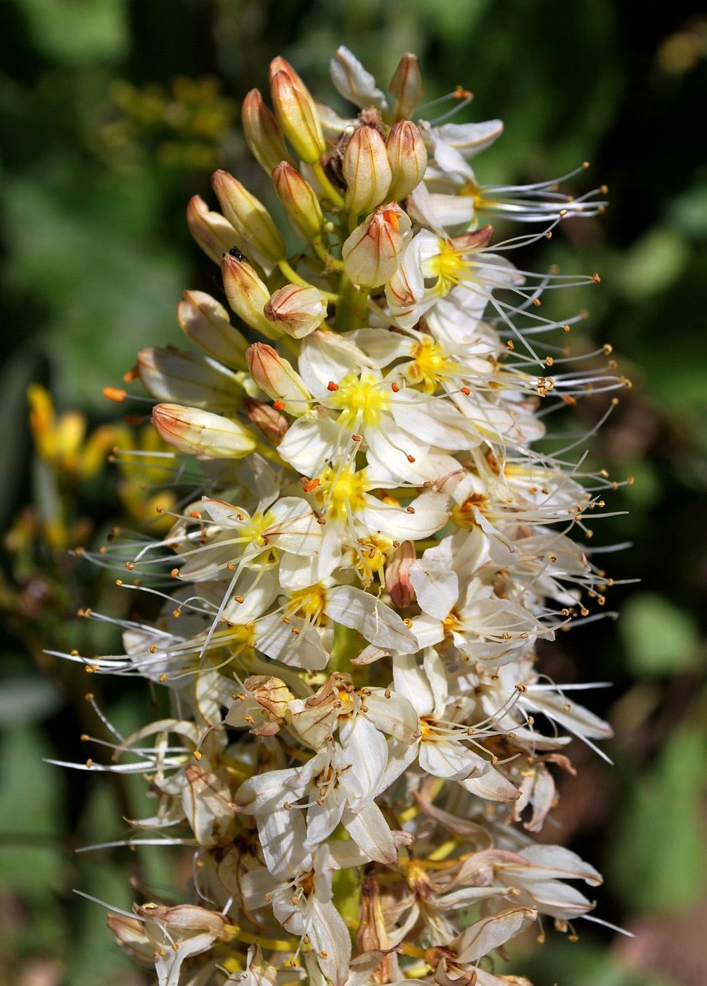 Image of Eremurus kaufmannii specimen.