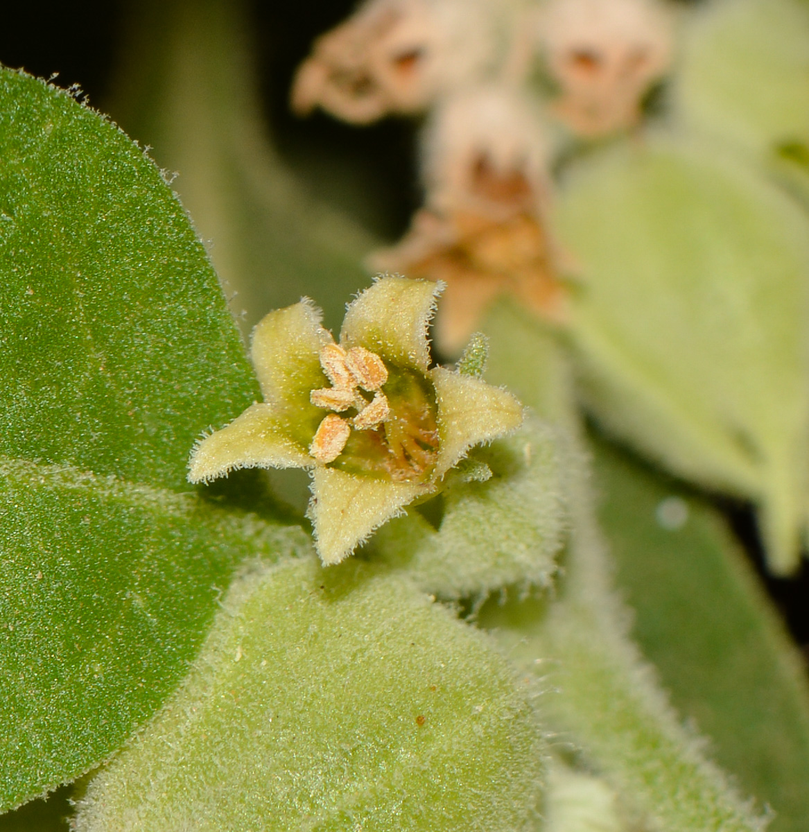 Image of Withania somnifera specimen.