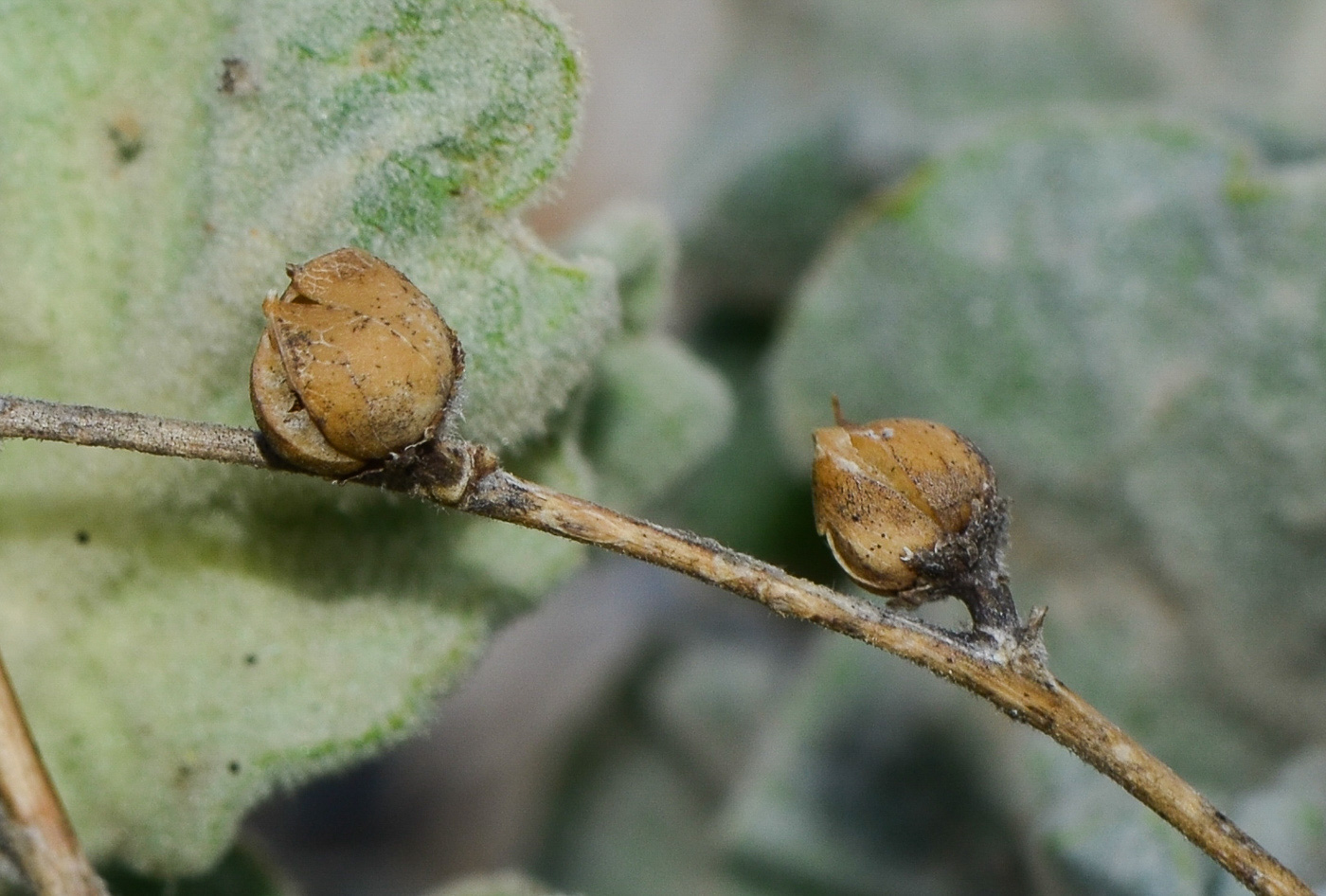 Изображение особи Verbascum jordanicum.