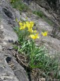 Tulipa suaveolens