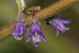 род Campanula. Цветки. Саратов, Октябрьское ущелье, на газоне. 28.08.2017.