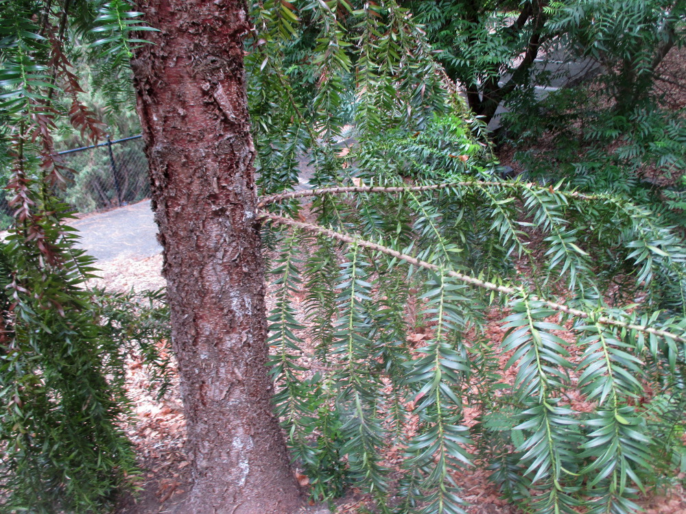 Изображение особи Araucaria hunsteinii.