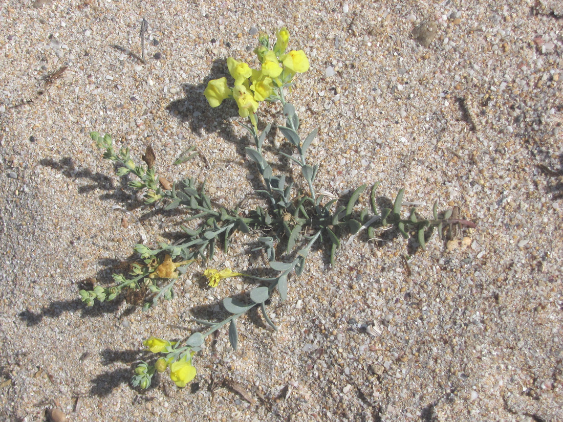 Изображение особи Linaria sabulosa.