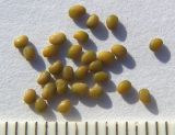 Medicago lupulina