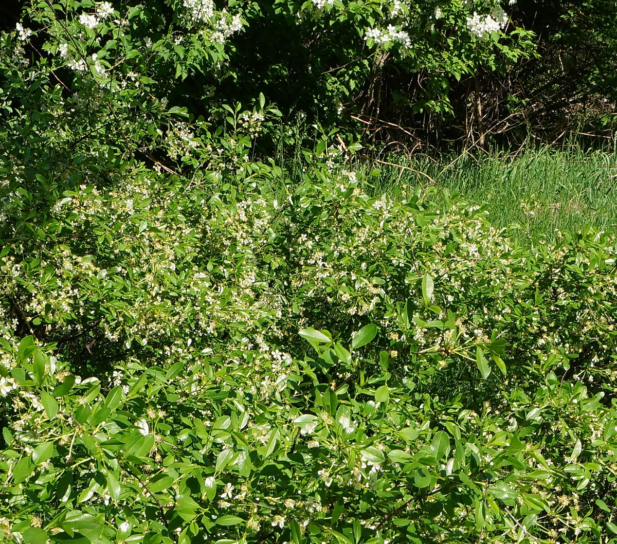 Image of Cerasus fruticosa specimen.