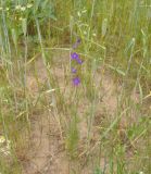 Delphinium phrygium