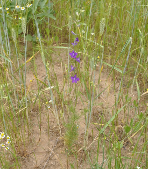 Изображение особи Delphinium phrygium.