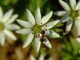 Stellaria ruscifolia. Цветок с кормящимся муравьем. Магаданская обл., окр. г. Магадан, побережье бухты Гертнера, среди крупных камней на берегу. 29.07.2007.