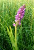 Dactylorhiza incarnata. Верхушка цветущего растения. Республика Марий Эл, г. Йошкар-Ола, окр. мкр-на Сомбатхей, сырой луг. 12.06.2009.