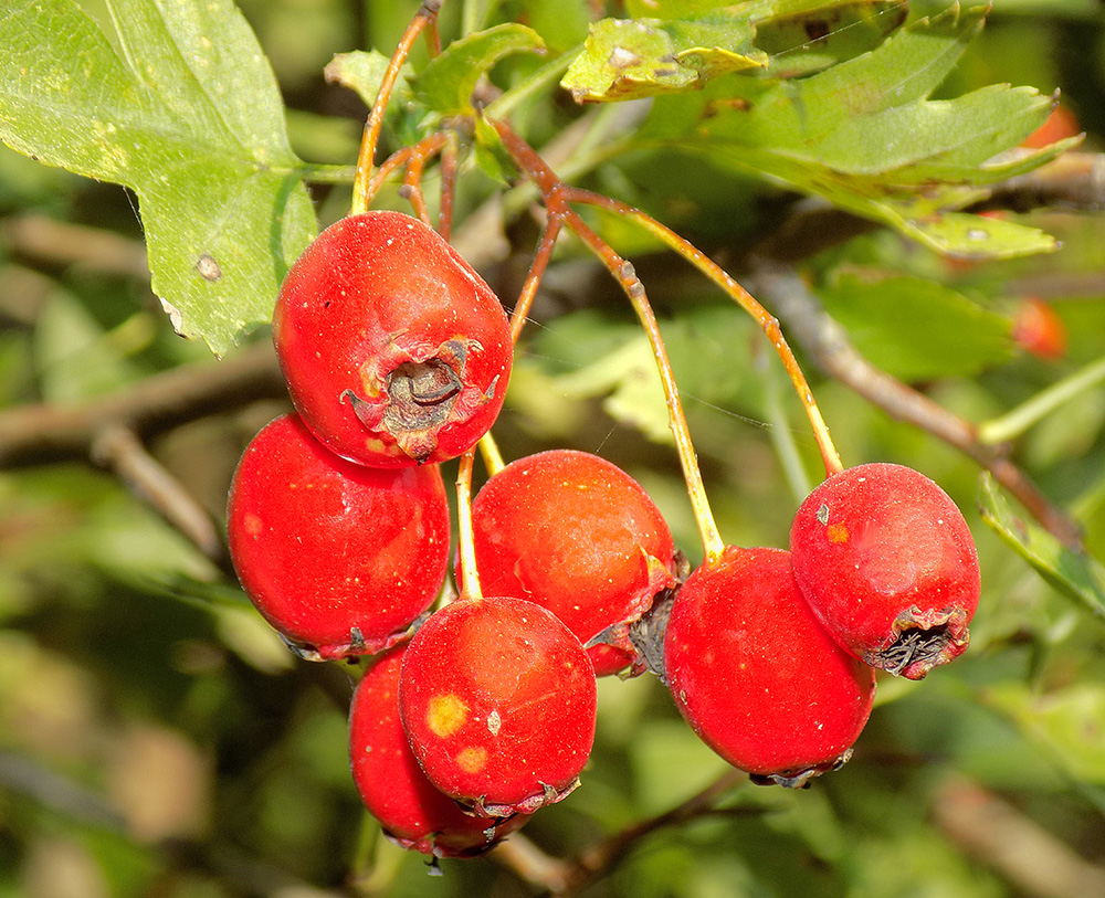 Image of Crataegus monogyna specimen.