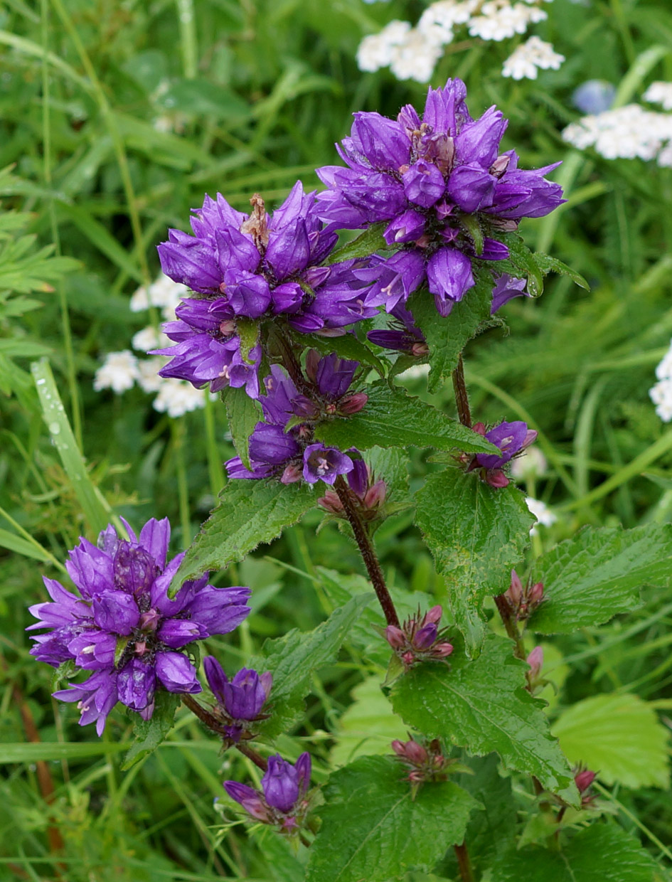 Изображение особи Campanula glomerata.