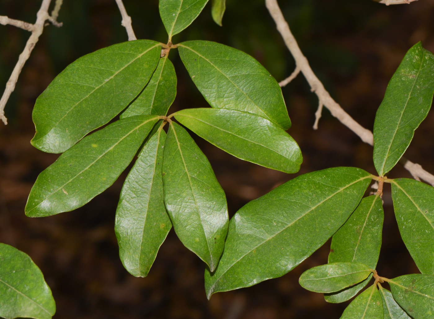 Изображение особи Combretum erythrophyllum.