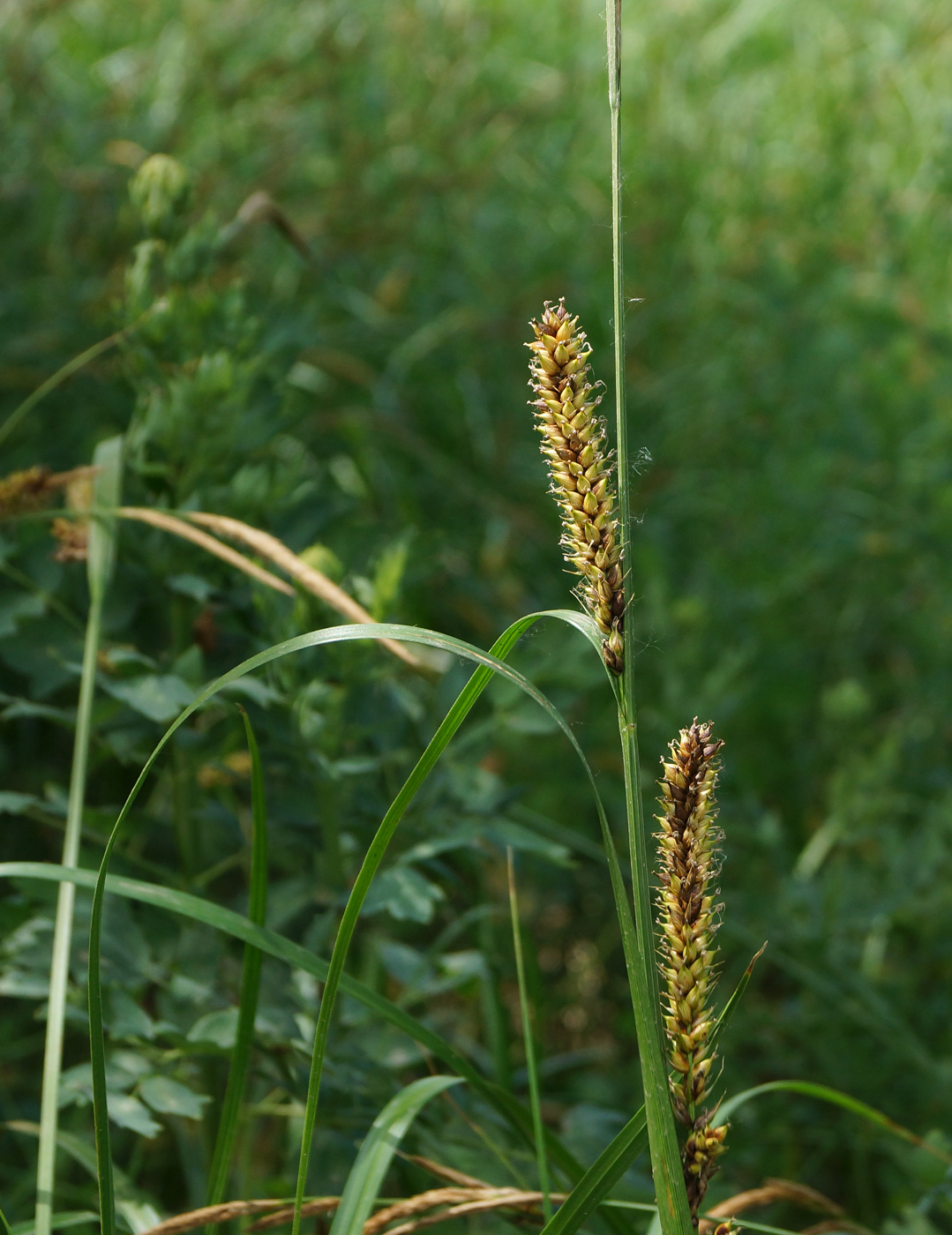 Изображение особи Carex vesicaria.