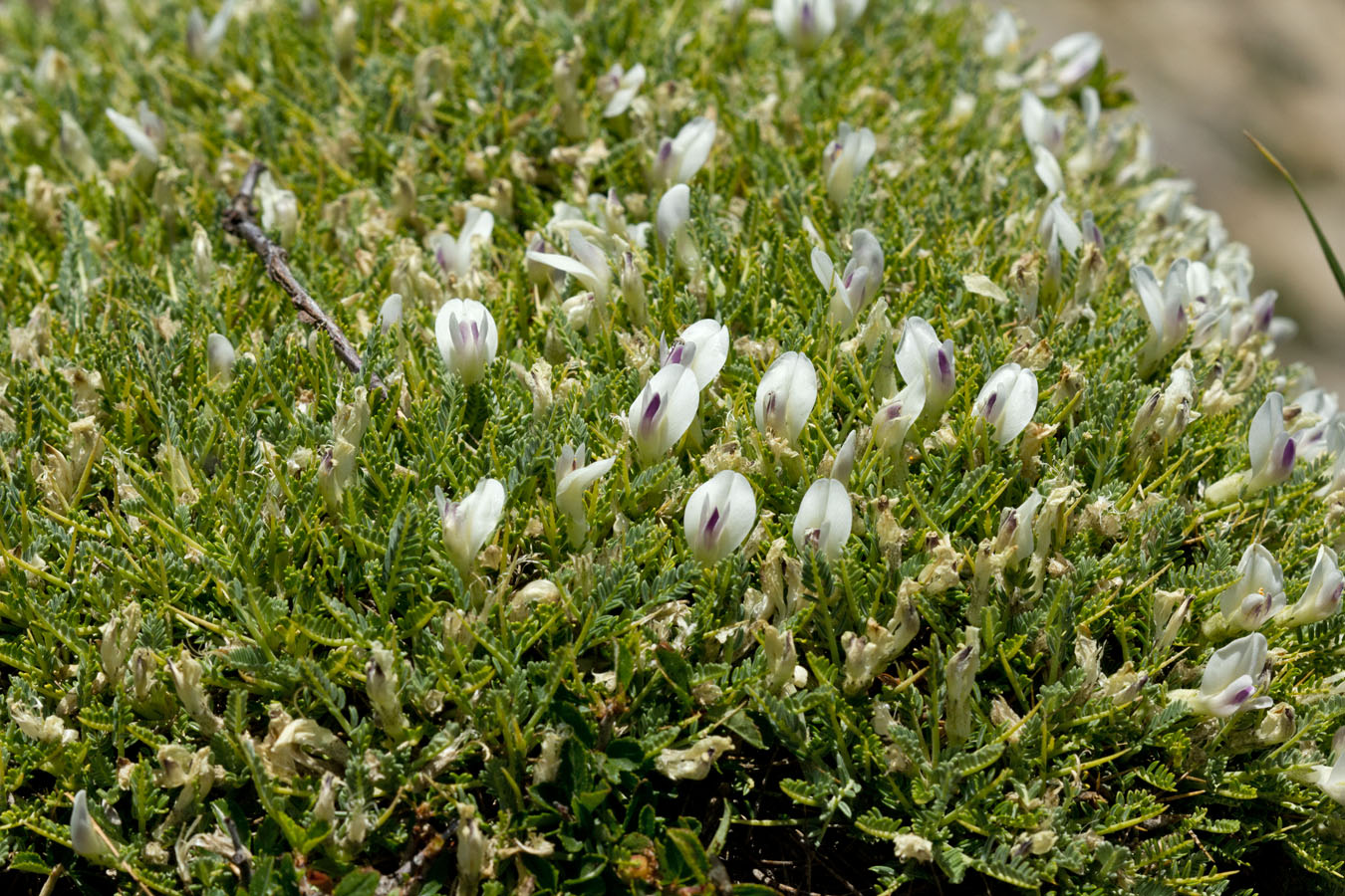 Изображение особи Astragalus angustifolius.