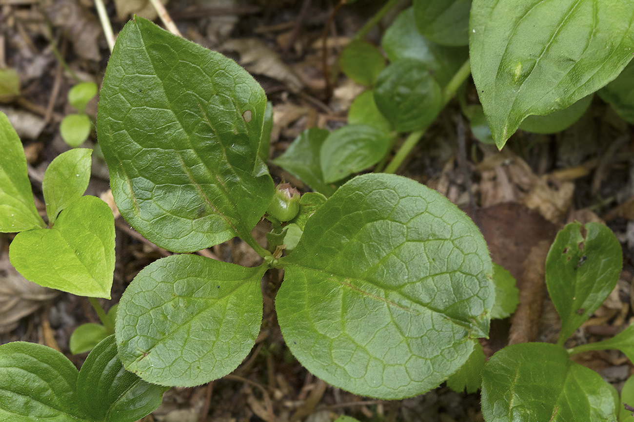 Изображение особи Vaccinium praestans.