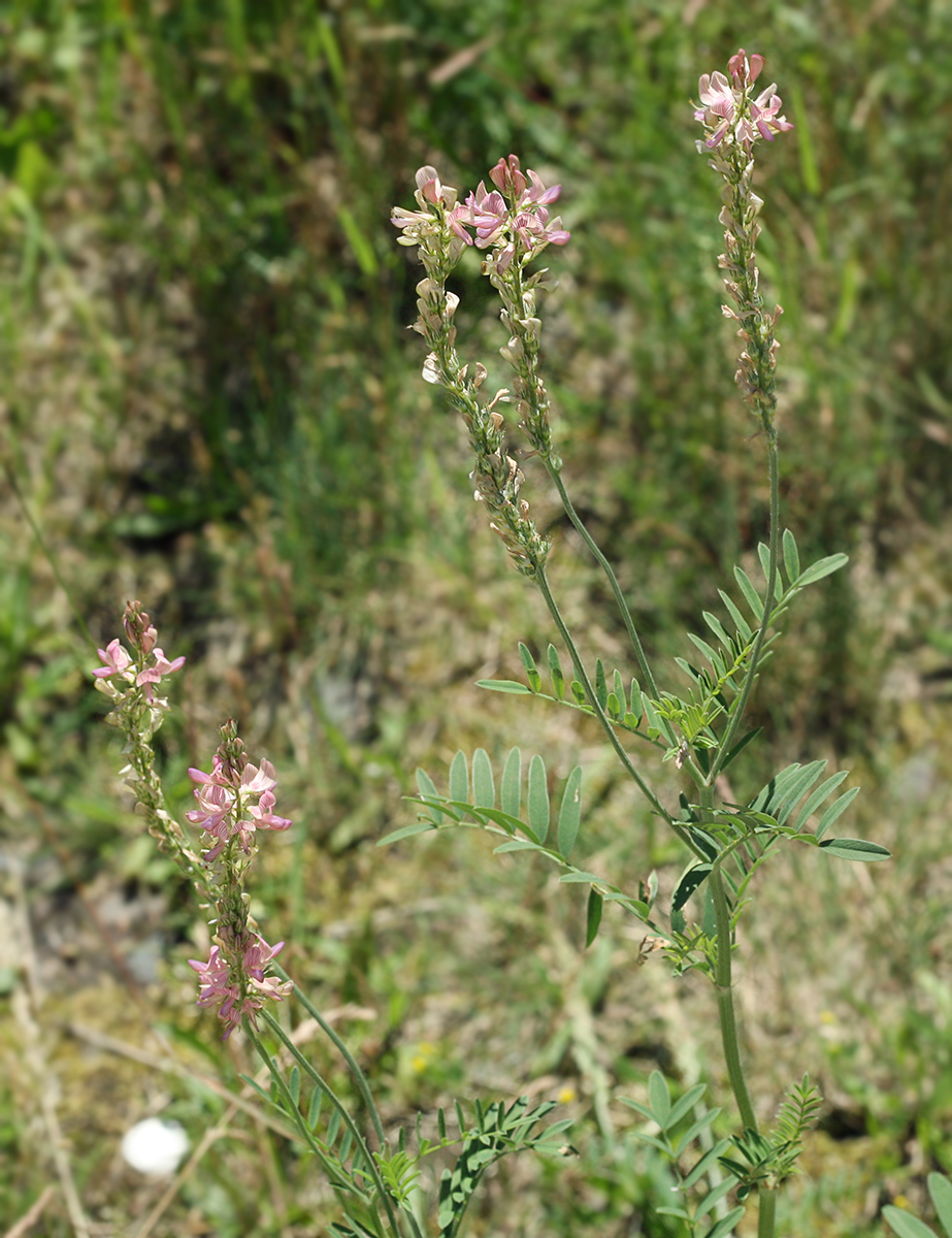 Image of Onobrychis viciifolia specimen.
