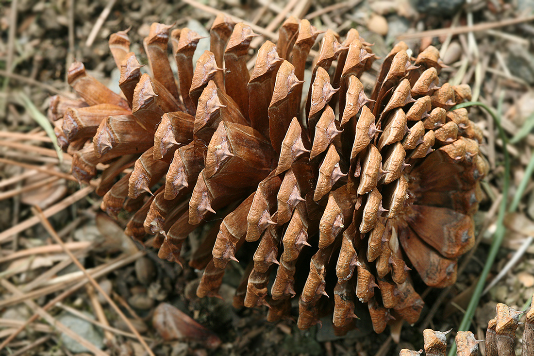 Изображение особи Pinus jeffreyi.