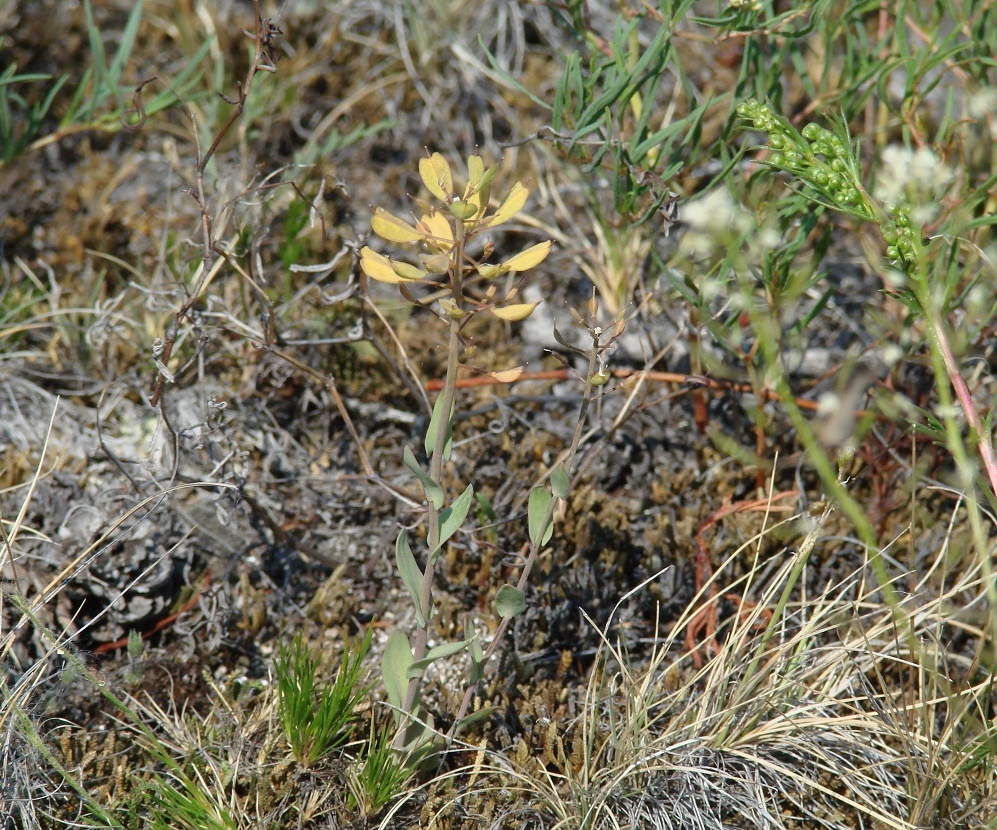 Image of Noccaea cochleariformis specimen.