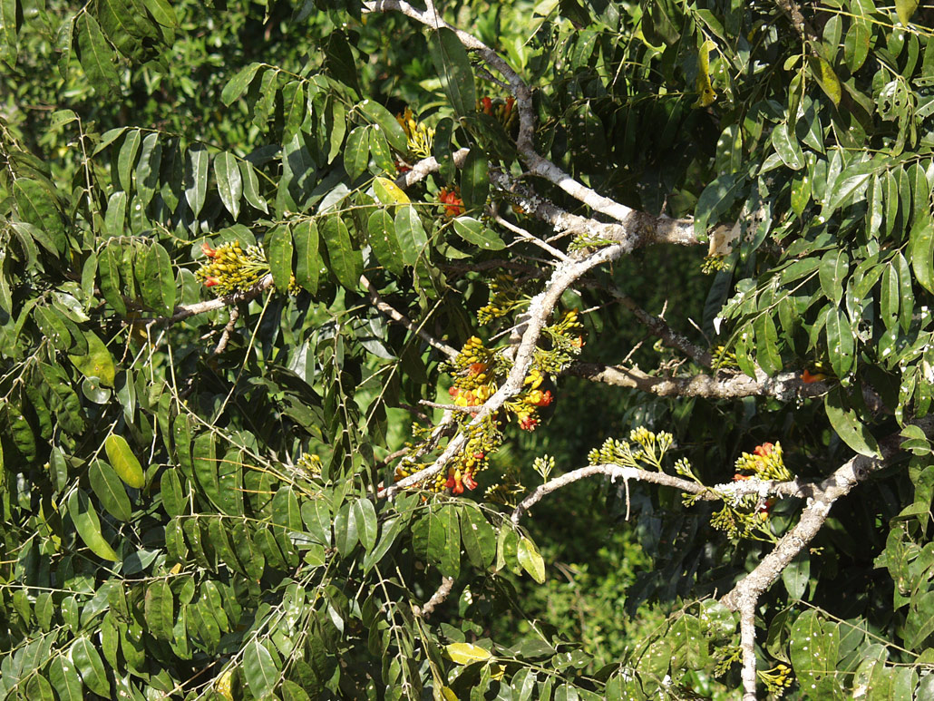 Изображение особи Castanospermum australe.