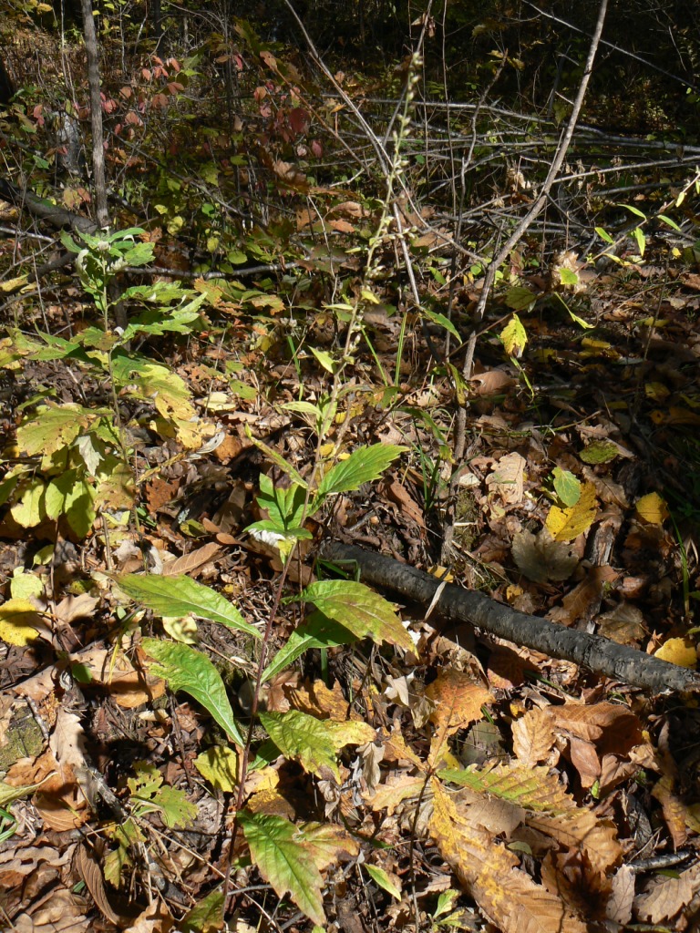 Image of Artemisia stolonifera specimen.