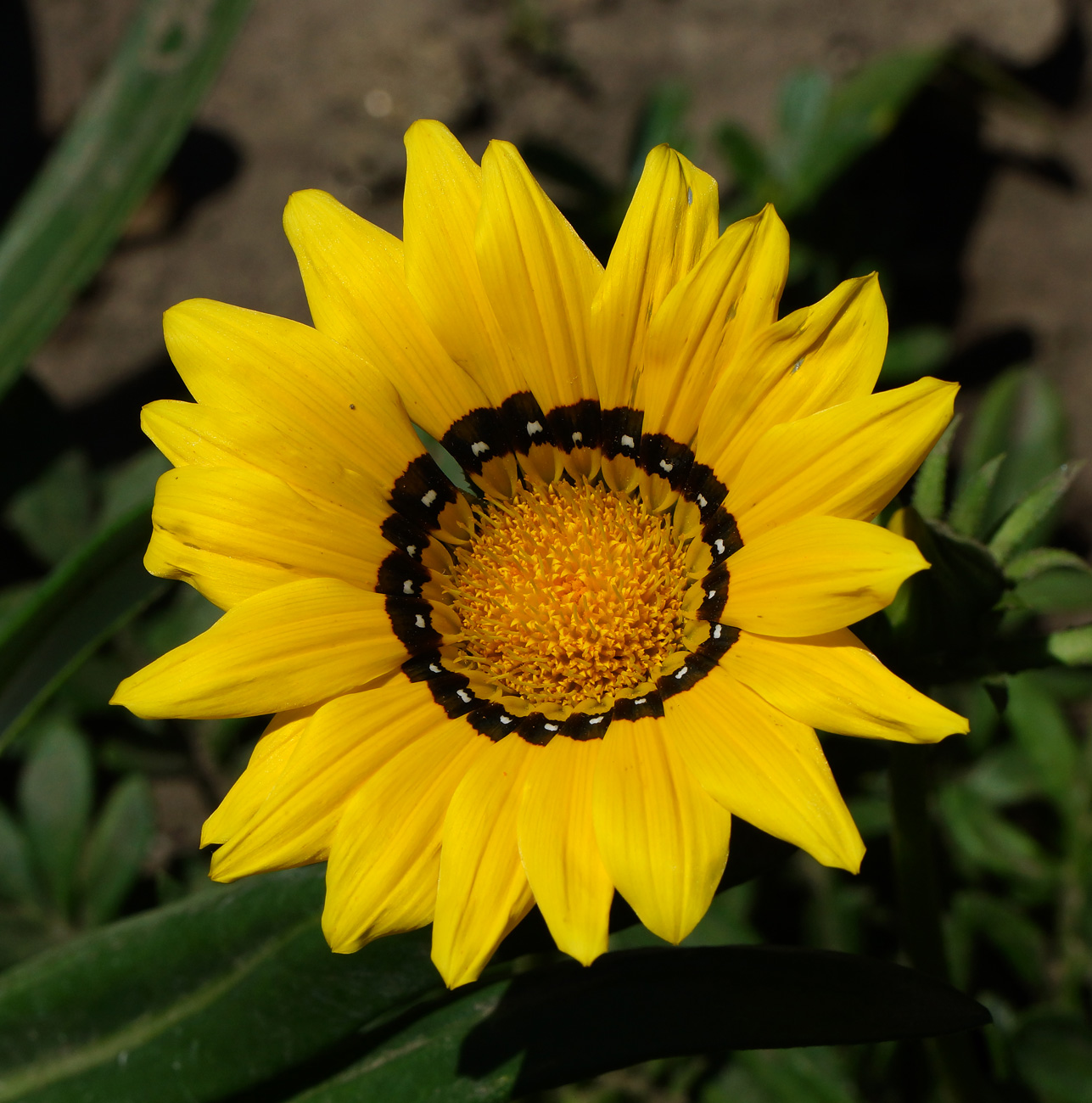 Image of Gazania rigens specimen.