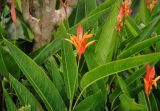 Heliconia psittacorum