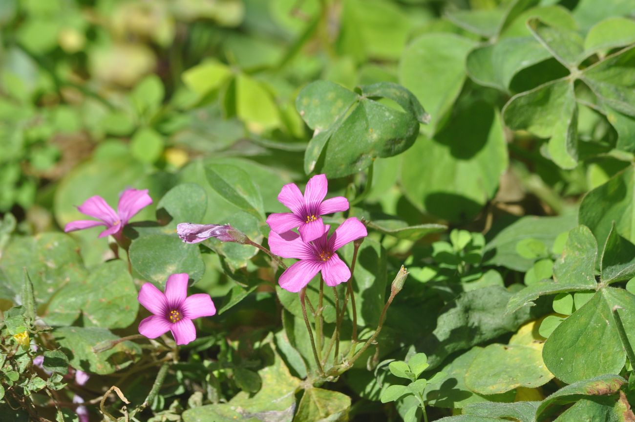 Image of Oxalis debilis var. corymbosa specimen.