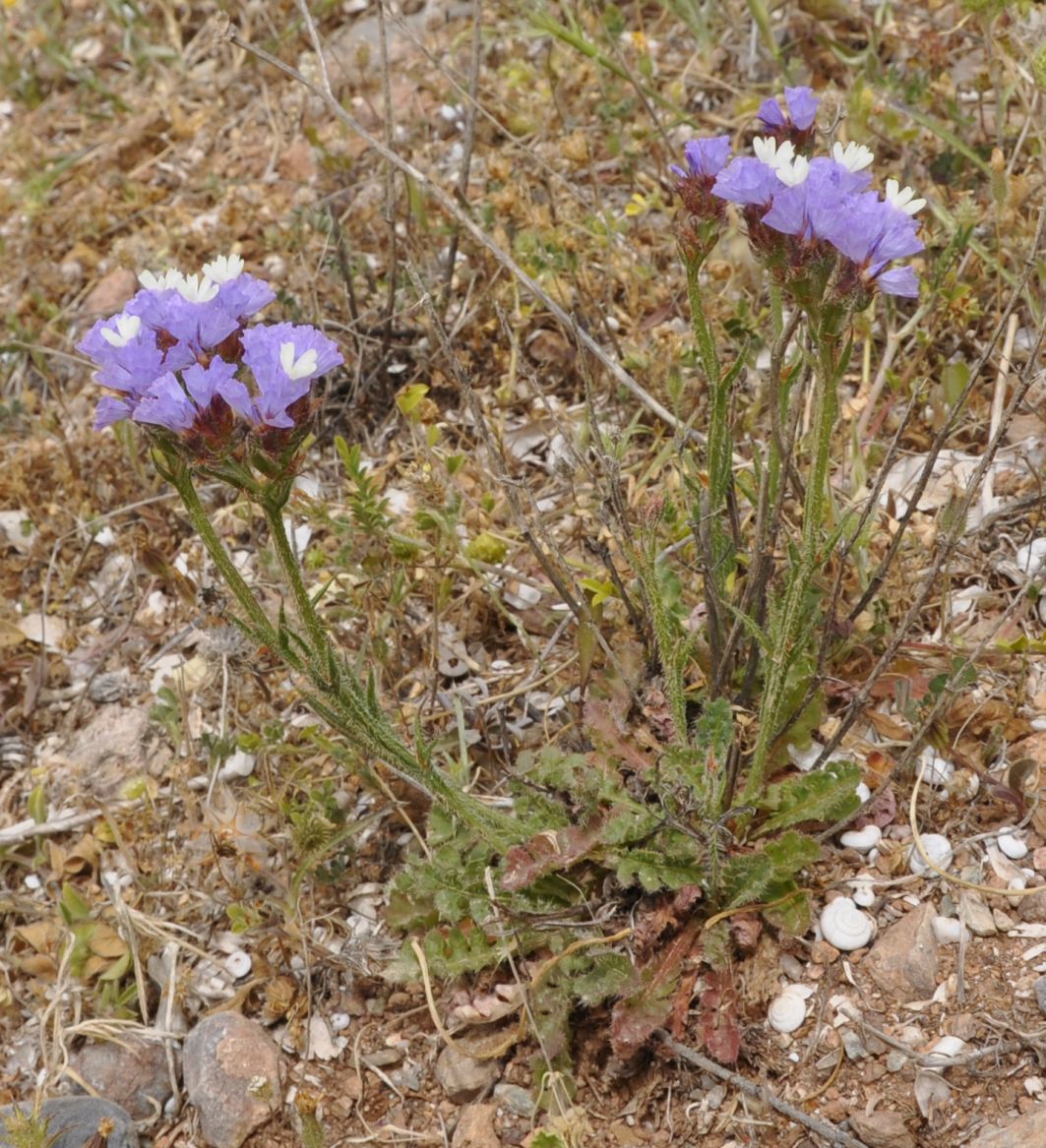 Image of Limonium sinuatum specimen.