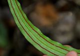 Taenitis blechnoides. Часть вайи с сорусами (вид снизу). Малайзия, о-в Пенанг, национальный парк Пенанг, влажный тропический лес. 06.05.2017.