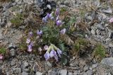 Oxytropis mixotriche