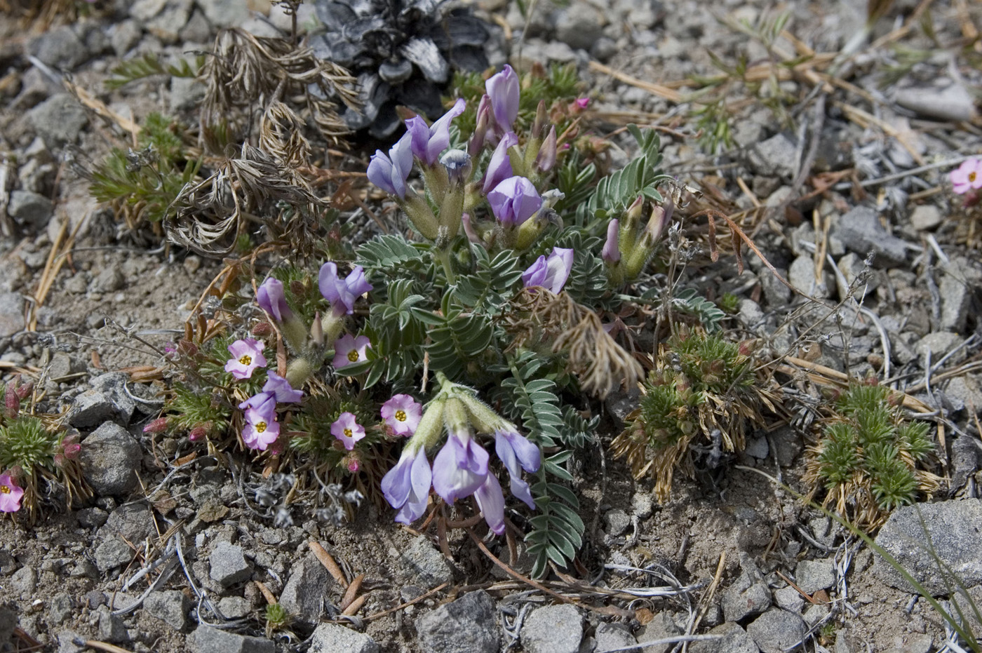 Image of Oxytropis mixotriche specimen.