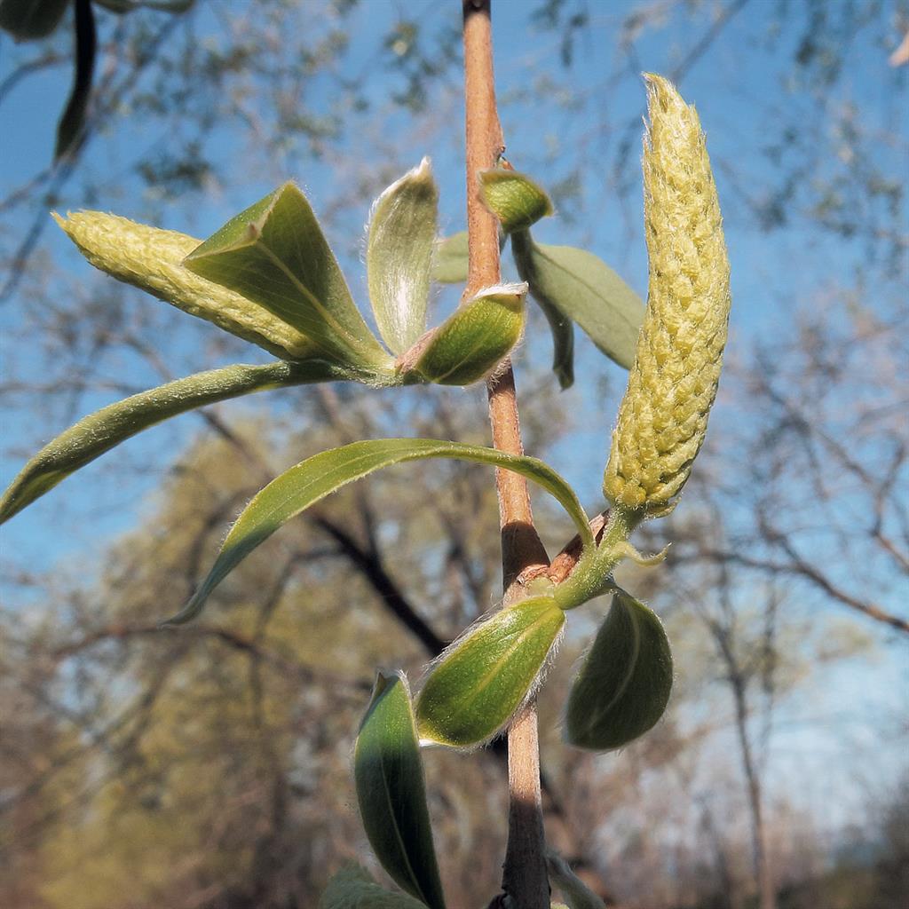 Изображение особи Salix alba.