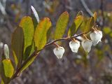 Chamaedaphne calyculata