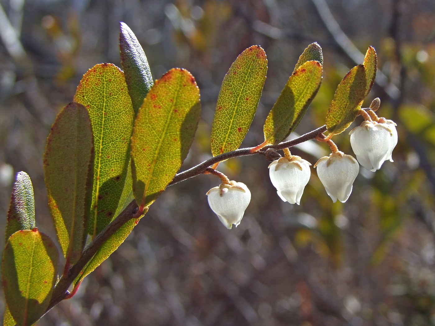 Image of Chamaedaphne calyculata specimen.