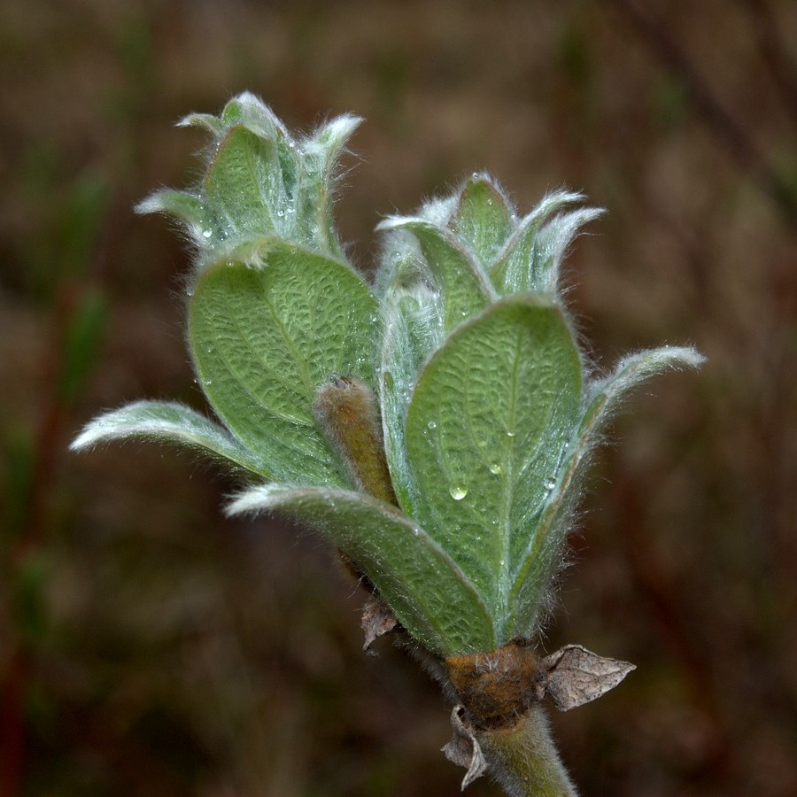 Image of Salix lanata specimen.