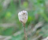 Fritillaria ophioglossifolia