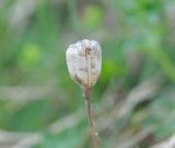 Fritillaria ophioglossifolia. Плод прошлого года. Грузия, Казбегский муниципалитет, вост. склон горы Казбек, травянистый склон, ≈ 2100 м н.у.м. 22.05.2018.
